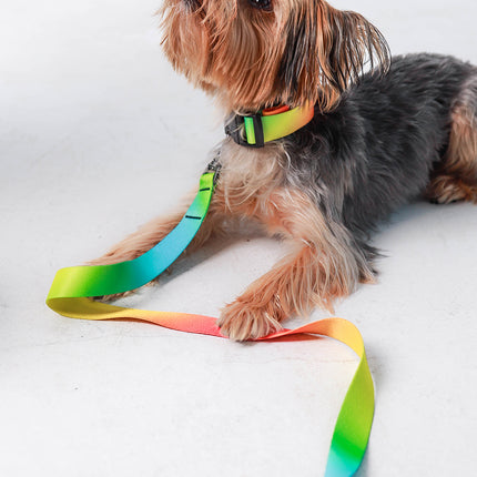 Electric Sorbet Leash