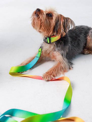 Electric Sorbet Leash