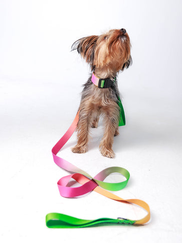 Lime Candy Leash