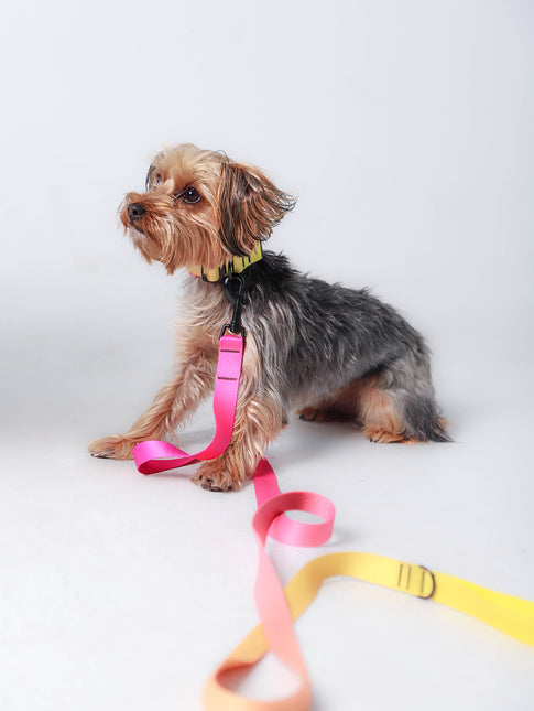 Pink Lemonade Leash