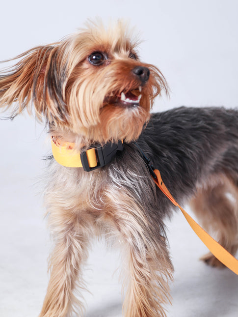 Tangerine Blaze Collar