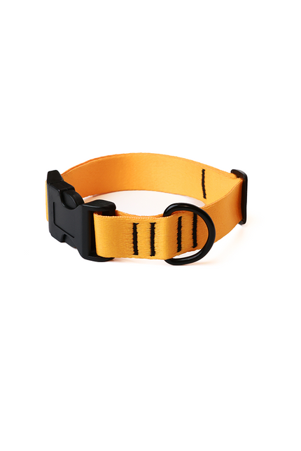 Tangerine Blaze Collar