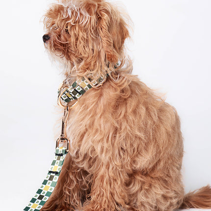 Classic Gold Checker Leash