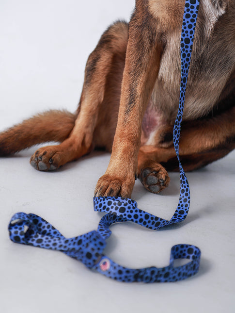 Classic Cornflower Blue Leash