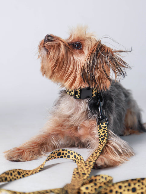 Classic Honeygold Leash