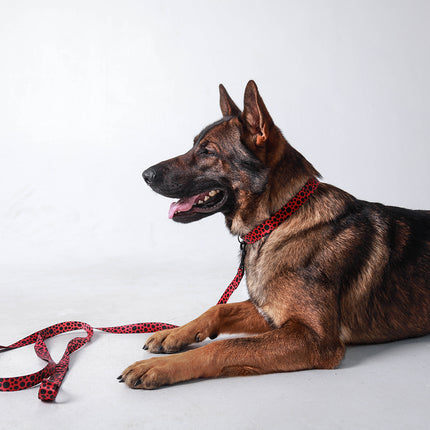 Classic Red Hot Collar