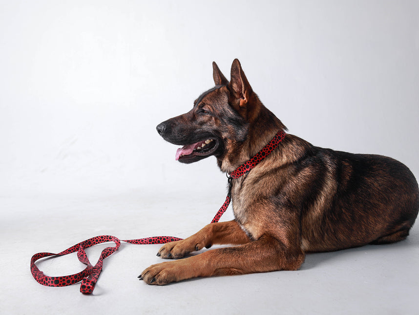 Classic Red Hot Collar