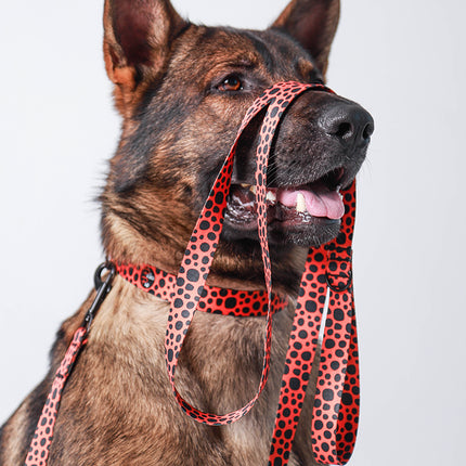 Classic Orange Glow Leash