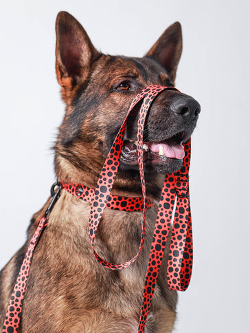 Classic Orange Glow Leash